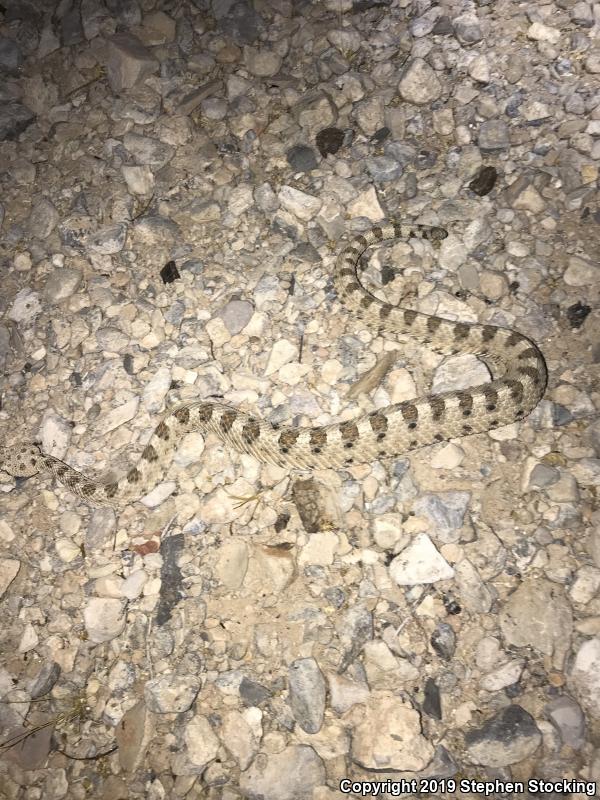 Mojave Desert Sidewinder (Crotalus cerastes cerastes)