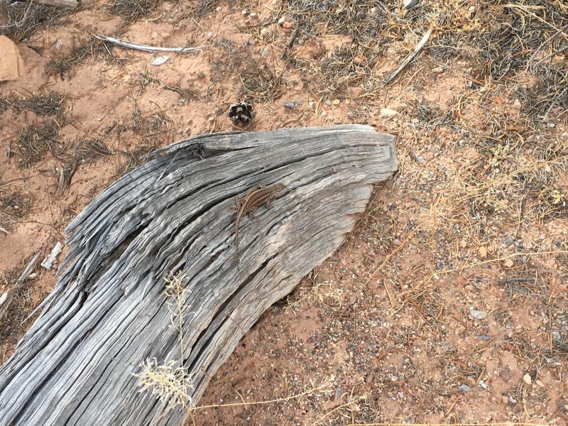 Northern Sagebrush Lizard (Sceloporus graciosus graciosus)