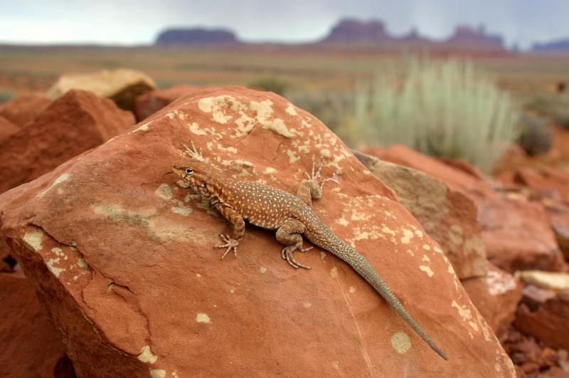 Plateau Side-blotched Lizard (Uta stansburiana uniformis)