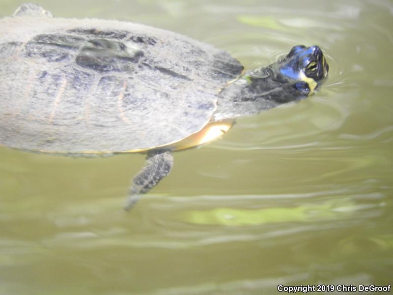 Yellow-bellied Slider (Trachemys scripta scripta)