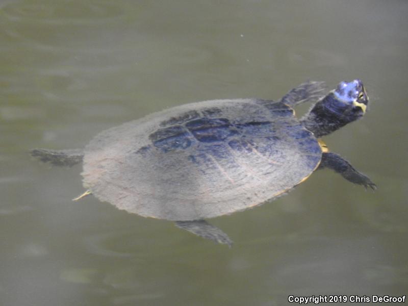 Yellow-bellied Slider (Trachemys scripta scripta)