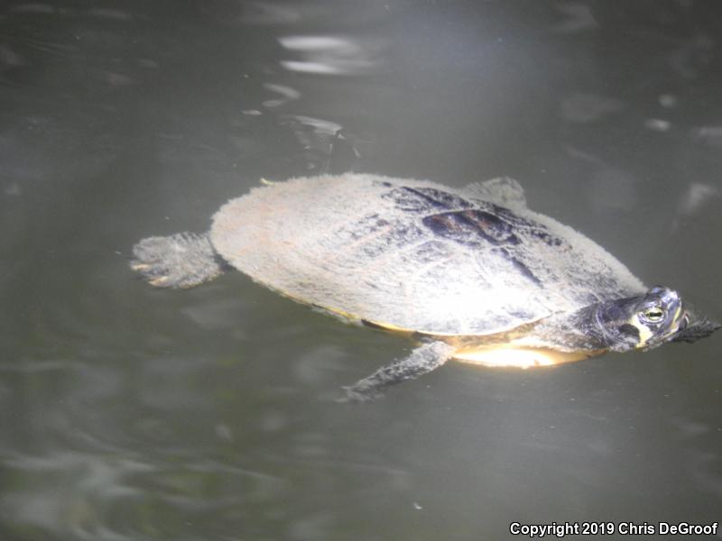 Yellow-bellied Slider (Trachemys scripta scripta)