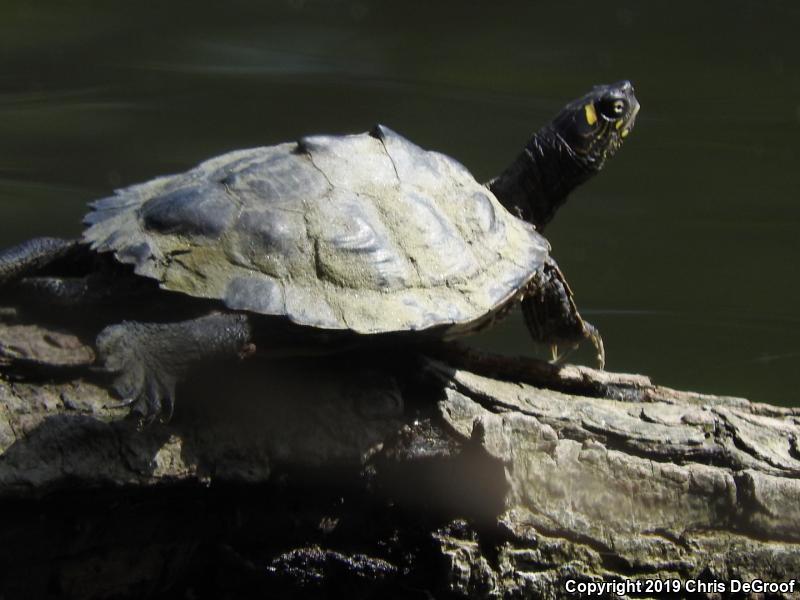 Ouachita Map Turtle (Graptemys ouachitensis)