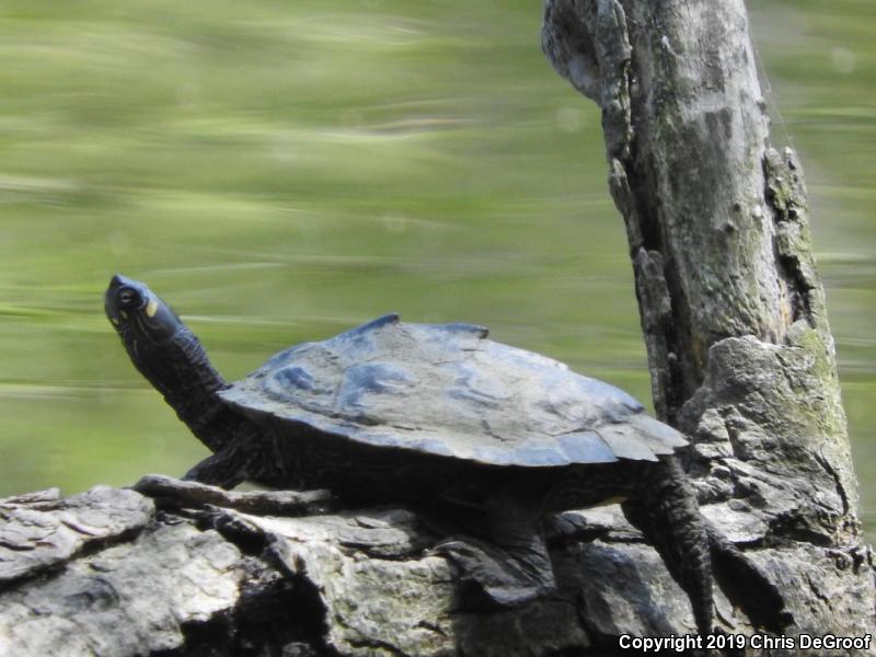 Ouachita Map Turtle (Graptemys ouachitensis)