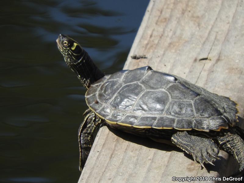 Ouachita Map Turtle (Graptemys ouachitensis)