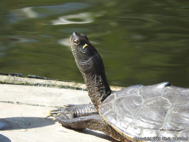 False Map Turtle (Graptemys pseudogeographica)