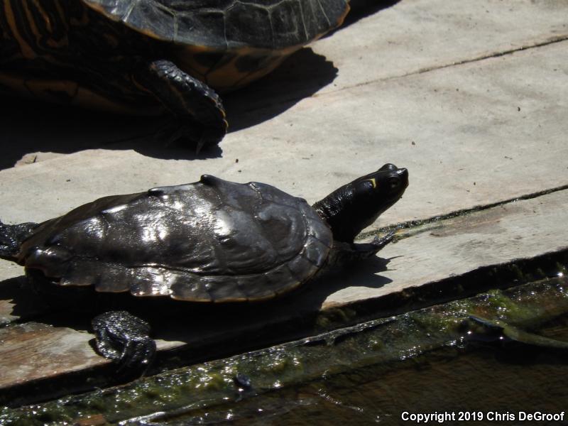 False Map Turtle (Graptemys pseudogeographica)