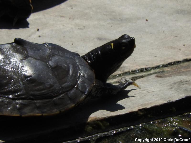 False Map Turtle (Graptemys pseudogeographica)