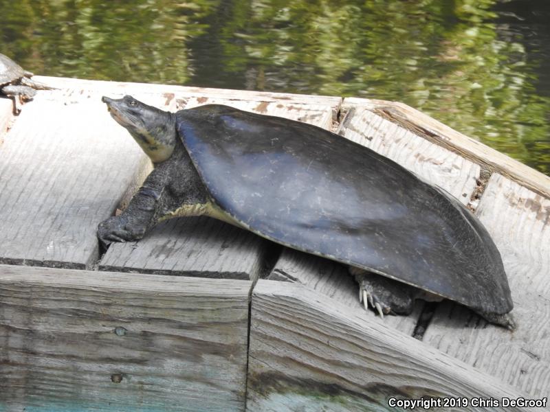 Spiny Softshell (Apalone spinifera)