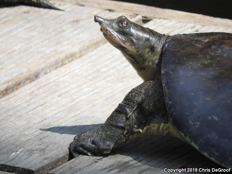 Spiny Softshell (Apalone spinifera)