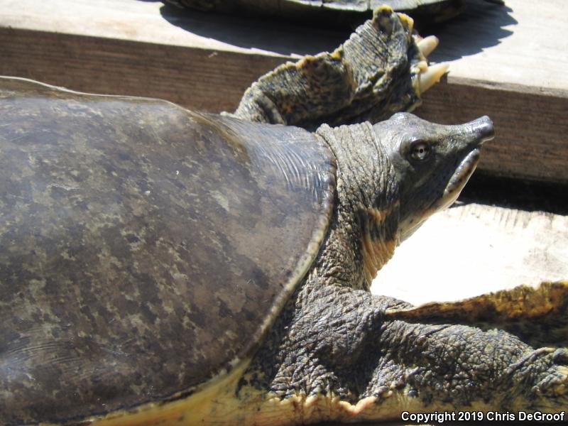 Spiny Softshell (Apalone spinifera)