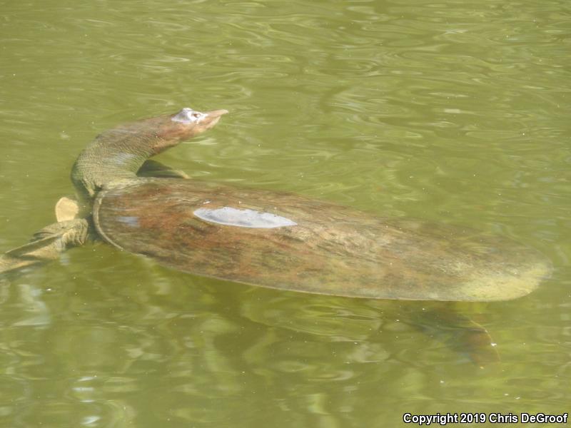 Spiny Softshell (Apalone spinifera)