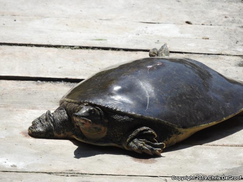 Spiny Softshell (Apalone spinifera)