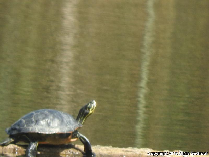 Florida Red-bellied Cooter (Pseudemys nelsoni)