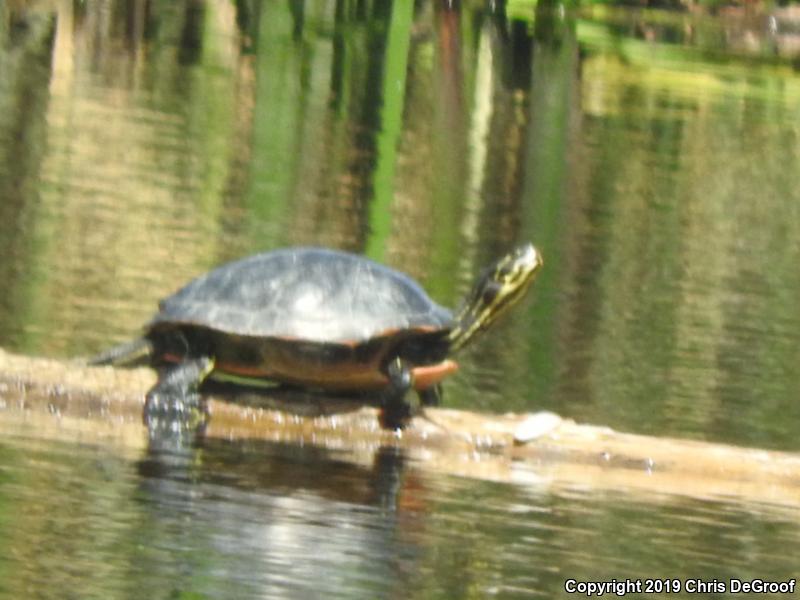 Florida Red-bellied Cooter (Pseudemys nelsoni)