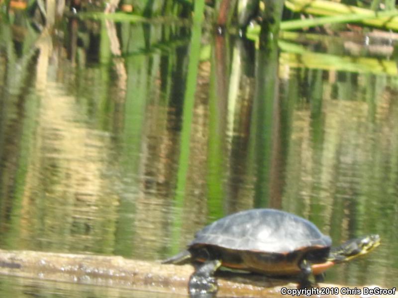 Florida Red-bellied Cooter (Pseudemys nelsoni)