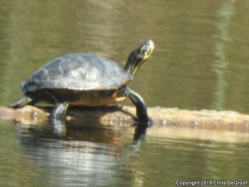 Florida Red-bellied Cooter (Pseudemys nelsoni)