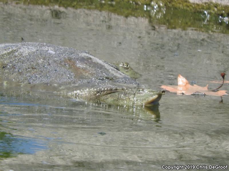 Spiny Softshell (Apalone spinifera)