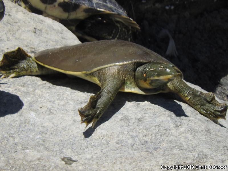 Spiny Softshell (Apalone spinifera)