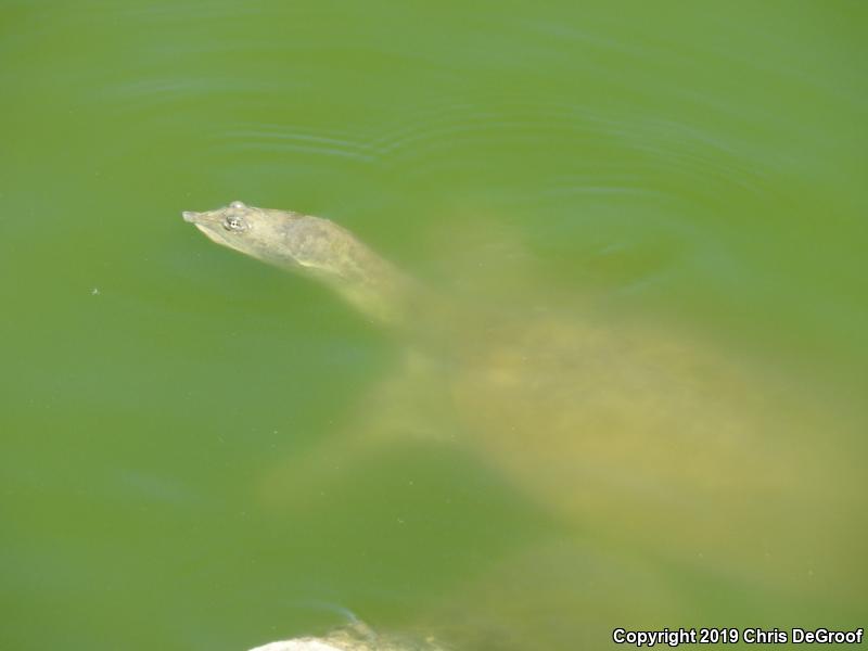 Spiny Softshell (Apalone spinifera)