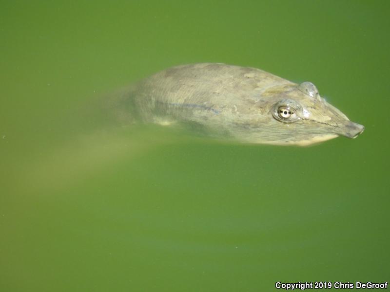 Spiny Softshell (Apalone spinifera)