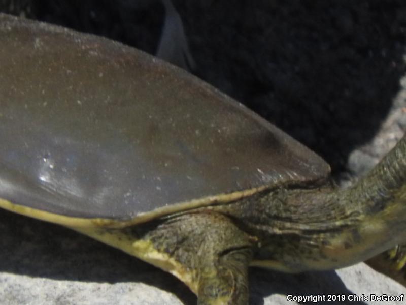 Spiny Softshell (Apalone spinifera)