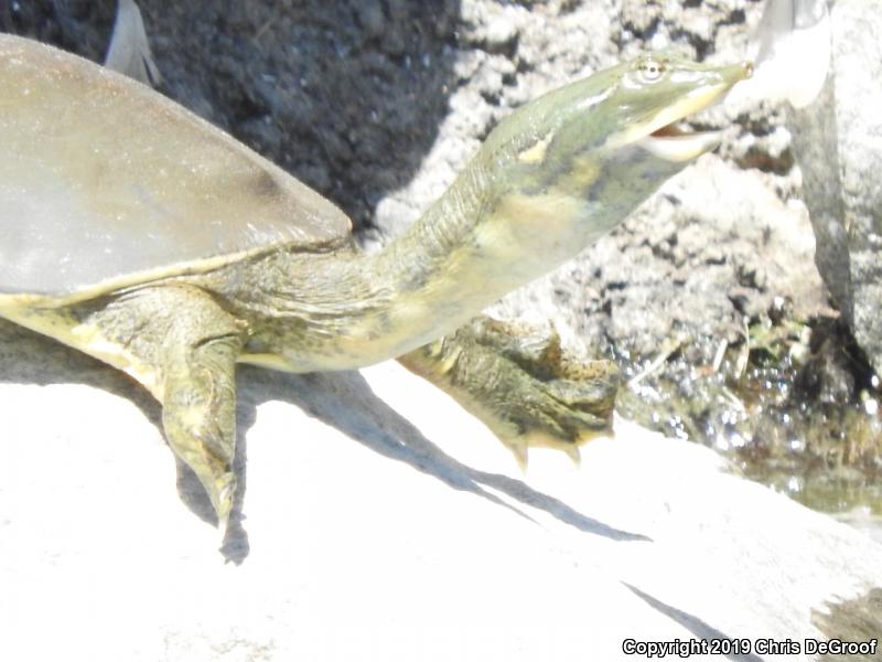 Spiny Softshell (Apalone spinifera)