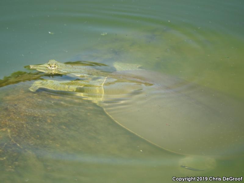 Spiny Softshell (Apalone spinifera)