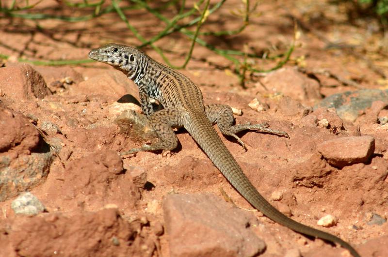 Northern Whiptail (Aspidoscelis tigris septentrionalis)