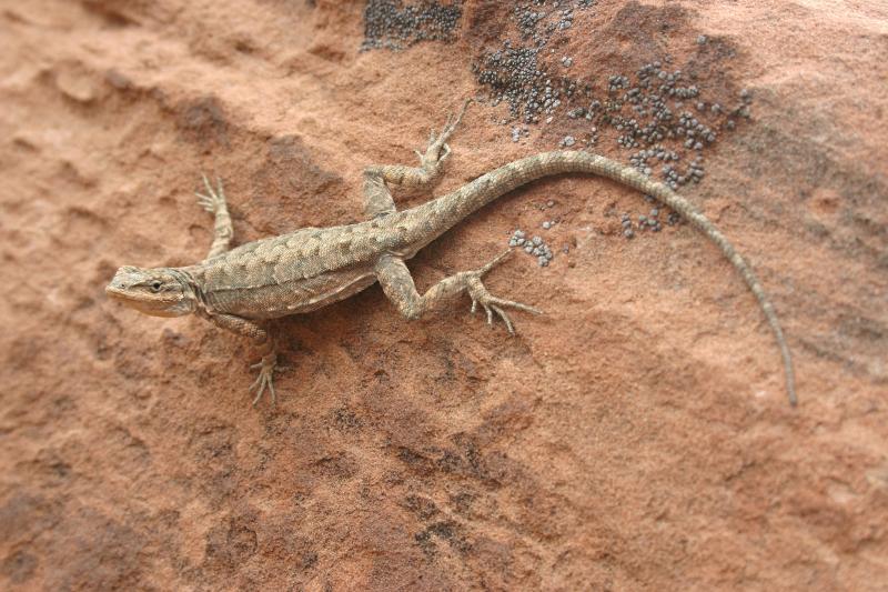 Northern Tree Lizard (Urosaurus ornatus wrighti)