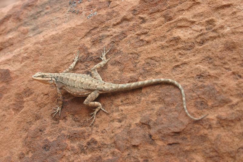 Northern Tree Lizard (Urosaurus ornatus wrighti)