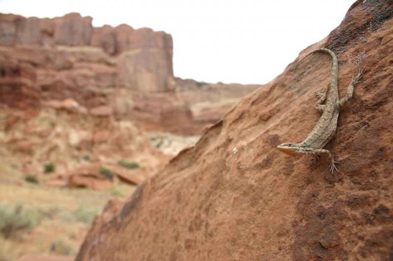 Northern Tree Lizard (Urosaurus ornatus wrighti)