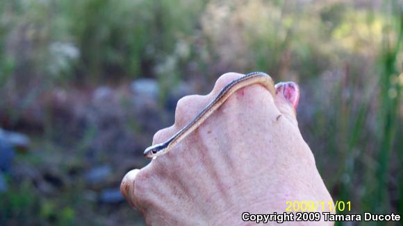 Eastern Ribbonsnake (Thamnophis sauritus)