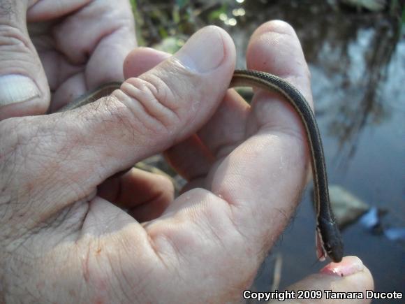 Eastern Ribbonsnake (Thamnophis sauritus)