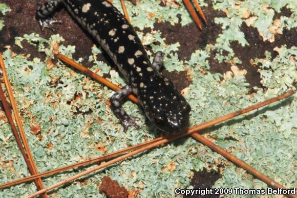 Fourche Mountain Salamander (Plethodon fourchensis)