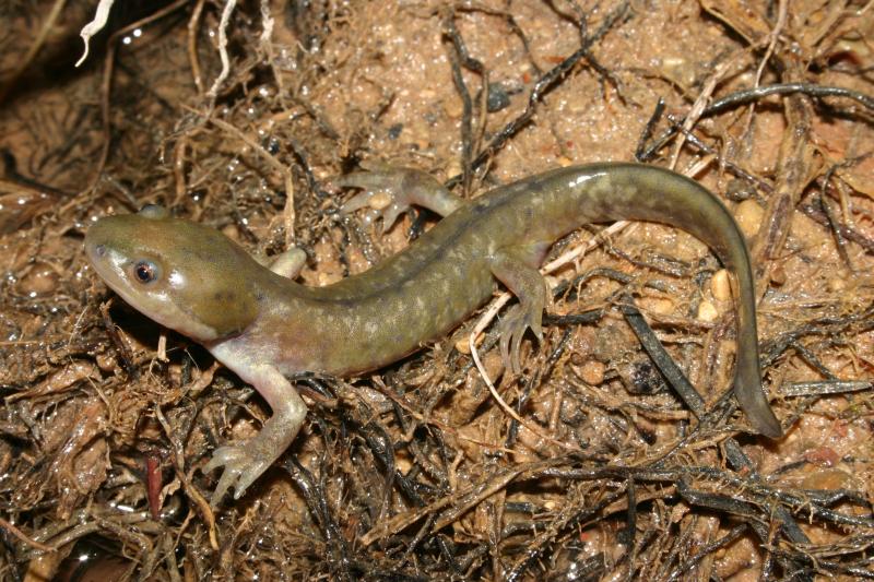 Arizona Tiger Salamander (Ambystoma mavortium nebulosum)