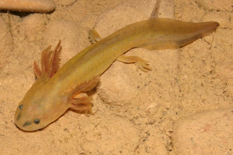 Arizona Tiger Salamander (Ambystoma mavortium nebulosum)