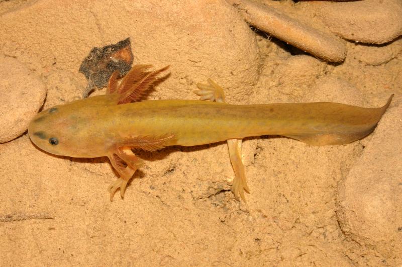 Arizona Tiger Salamander (Ambystoma mavortium nebulosum)