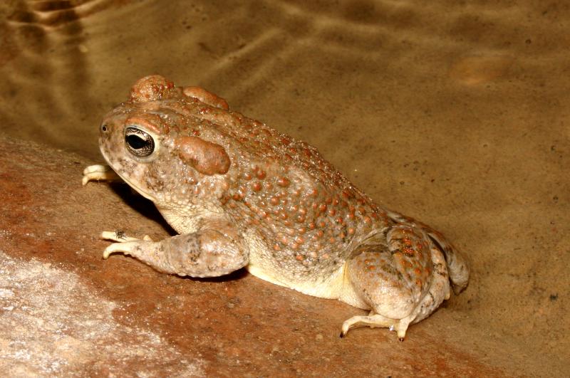 Arizona Toad (Anaxyrus microscaphus)