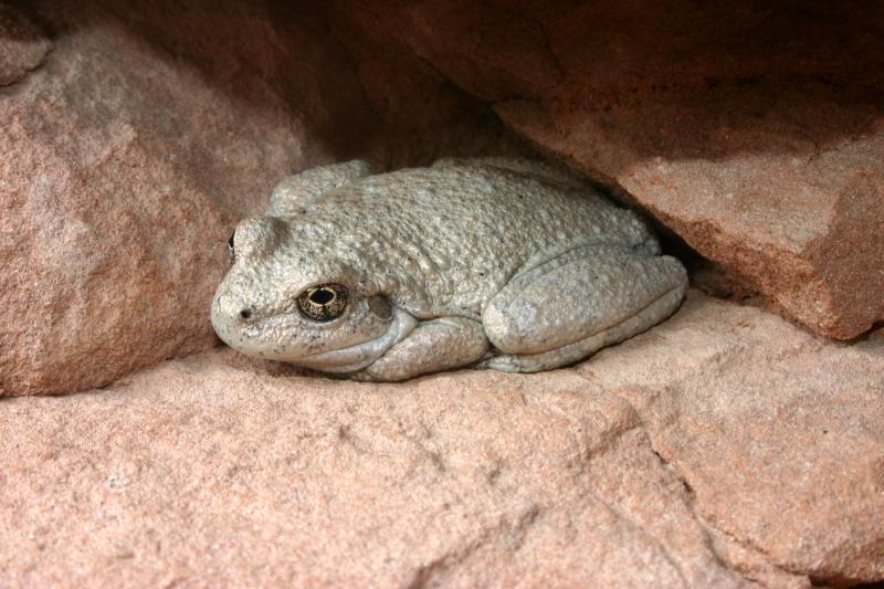 Canyon Treefrog (Hyla arenicolor)