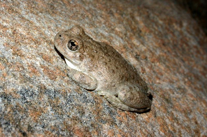 Canyon Treefrog (Hyla arenicolor)