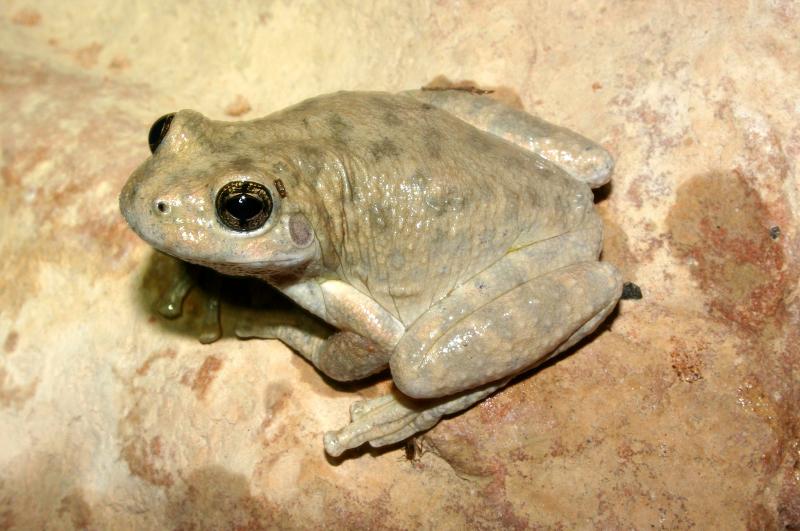 Canyon Treefrog (Hyla arenicolor)