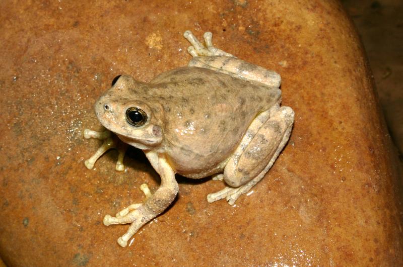 Canyon Treefrog (Hyla arenicolor)