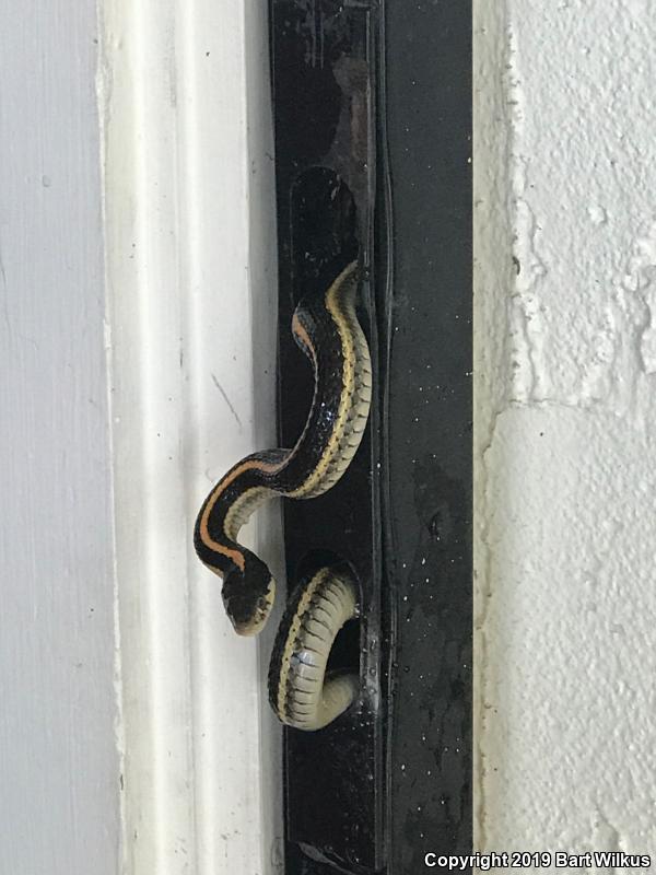 Mountain Gartersnake (Thamnophis elegans elegans)