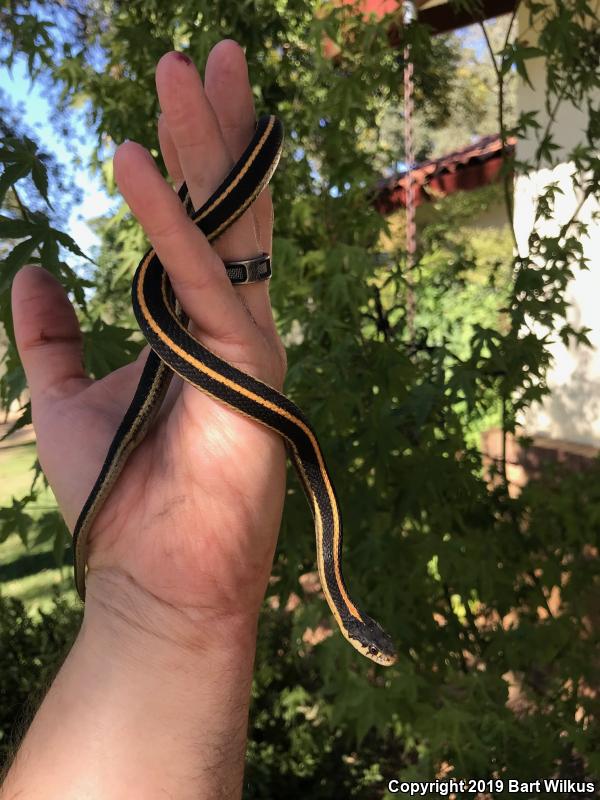 Mountain Gartersnake (Thamnophis elegans elegans)