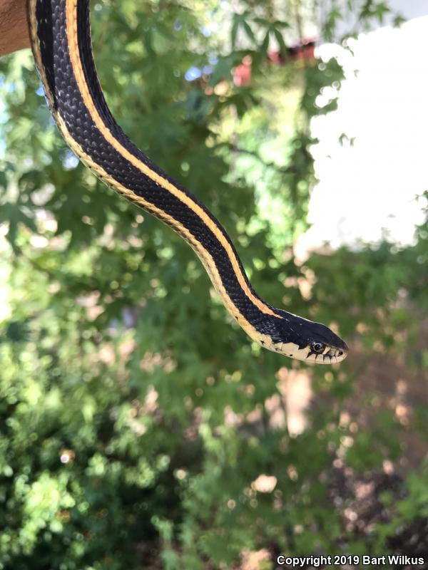 Mountain Gartersnake (Thamnophis elegans elegans)