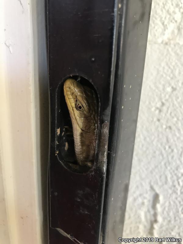 Sierra Alligator Lizard (Elgaria coerulea palmeri)