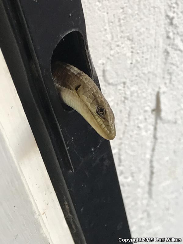 Sierra Alligator Lizard (Elgaria coerulea palmeri)