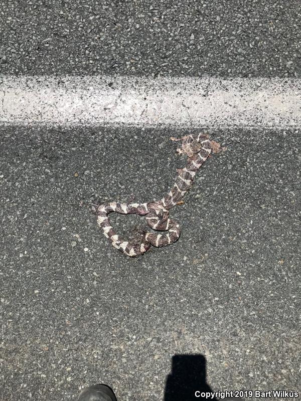 California Kingsnake (Lampropeltis getula californiae)