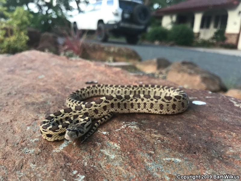 Pacific Gopher Snake (Pituophis catenifer catenifer)